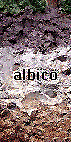 foto hor albico