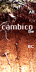 foto hor cambico